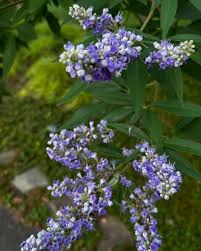 Image result for Vitex schliebenii
