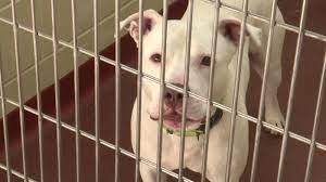 Outrage After Wyoming Shelter Pepper Sprays Dog Set To Be Euthanized Abc7 San Francisco