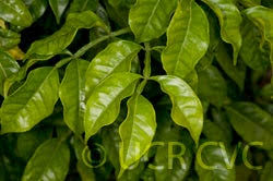 Image result for Citropsis