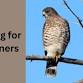 Birding for Beginners event image