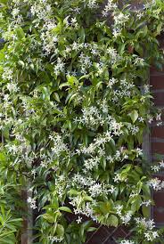 These Gorgeous Flowering Vines Add Vertical Color To Your Yard And Garden Climbing Flowering Vines Growing Vines Fast Growing Vines