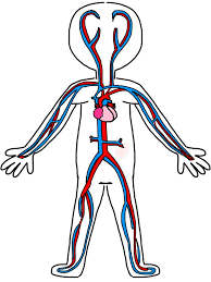 Pin de Magaly Janampa Carbajal en Ciencia | Cuerpo humano para ...