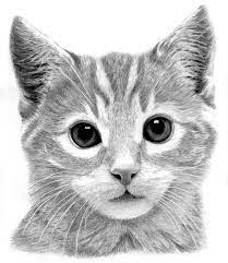 Kitten By Ronny Hart Pencil Drawings Kitten Drawing Cool Pencil Drawings