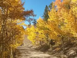 Image result for autumn leaves images