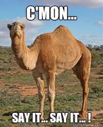 The camel probably does that every wednesday so they get annoyed by the repetitiveness of it. Pin On Months And Days Of The Week