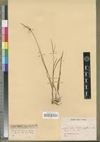 Image result for Kyllinga erecta