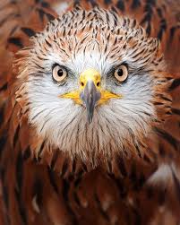 Red Kite Beautiful Birds Birds Of Prey Pet Birds