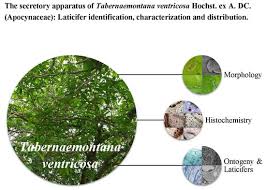 Image result for Tabernaemontana ventricosa