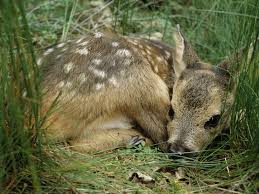Fondos de Pantalla Cervidae Animalia descargar imagenes