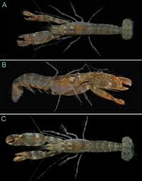 Image result for Rhamphicarpa brevipedicellata