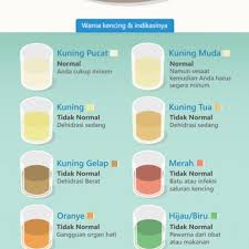 Terima kasih kerana melawat blog kami :). Mengetahui Kondisi Kesehatan Dari Warna Urine Info Sehat Klikdokter Com