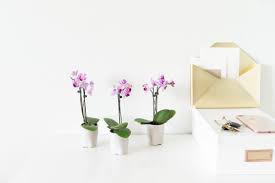 Deliver the best flowers for any and all occasions. What Are The Best Valentine S Day Flowers For 2021