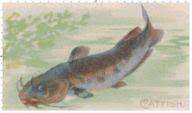 Complex cross stitch patterns i have cross stitched for over 20 years. Catfish Cross Stitch Pattern Advanced Cross Stitch