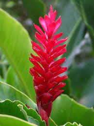 Saipan Awapuhi Saipan My Island Island Life