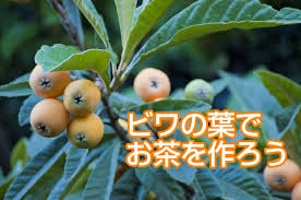 ビワの葉茶を作りました