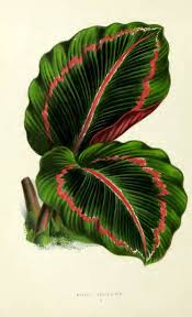 We did not find results for: A Free Collection Of Tropical House Plant Drawings Picture Box Blue