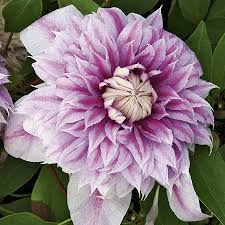 How to plant josephine clematis. Clematis Josephine Evijohill 2 5l Pot 19 99