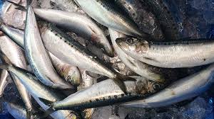 Laut juga merupakan ekosistem yang penuh dengan gejolak badai, maka bisa dibayangkan betapa kuatnya ikan laut ini. Jenis Jenis Ikan Laut Yang Populer Untuk Dikonsumsi Kepogaul