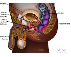 Check spelling or type a new query. Why Men Should Care About Their Pelvic Floor