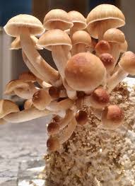 It's yellow gold like caps and wise teachings that make it a popular the golden teacher magic mushroom strain is a favorite among cultivators and psychonauts for years. Why Are Golden Teacher S The Most Popular Mushly