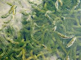 Image result for Elodea