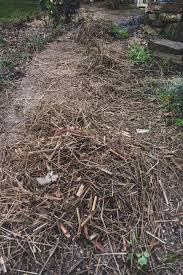 Richtig Mulchen Im Garten Der Kleine Horrorgarten Mulchen Garten Pflegeleichter Garten