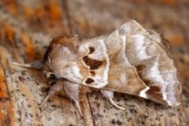 Image result for Pygaera timon