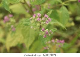 Image result for Ethulia conyzoides