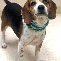 Available Pets At Humane Society For Hamilton County In Noblesville Indiana Humane Society Pets Hamilton County