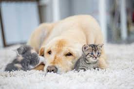 Carpets and rugs are always in use at home, so they collect and hold the majority of dirt and debris that come with daily life. Carpet Cleaning Raleigh Nc L Carpet Cleaning Services