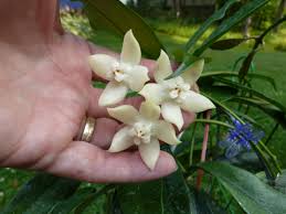 Image result for Hyparrhenia griffithii