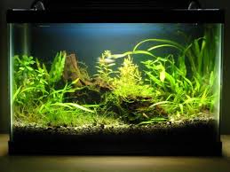 Wet Thumb Forum Photo Journal Natural 2 5 Gallon 56k Warning El Natural Aquascape Design Tropical Aquarium Aquarium Setup