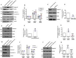 Smooth muscle is a type of muscle tissue which is used by various systems to apply pressure to vessels and organs. Collagen Receptor Cross Talk Determines A Smooth Muscle Actin Dependent Collagen Gene Expression In Angiotensin Ii Stimulated Cardiac Fibroblasts Journal Of Biological Chemistry