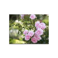 Auch die regelmäßigen wassergaben sollten gewährleistet sein, denn rosen benötigen ausreichend wassergaben, ohne darin ertrinken zu müssen. Rosen Versetzen 10 Bewahrte Tipps Fur Rosenfreunde