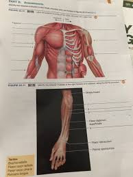 The arm muscles comprise five muscles, which mainly act to flex and extend the forearm. Solved Identify The Muscles Indicated In The Chest Shoul Chegg Com