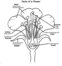 If any one of these elements is missing, it is an incomplete flower. Tulip Test Garden Exploring The Flower