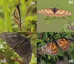 Image result for Disa brevicornis