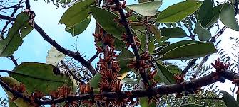 Image result for Agelanthus natalitius