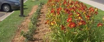 Aeration allows air, water & nutrients to reach deep into the roots. Lawn Services Lawn Maintenance Rice Lake Wi