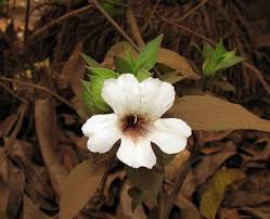 Image result for Petalidium