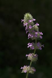 Image result for Micromeria