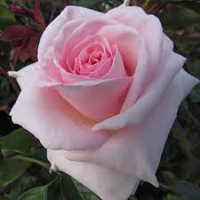 The single reached number 1 in the uk singles chart on 8 june 1967 and stayed there for six weeks. A Whiter Shade Of Pale Pale Pink Hybrid Tea Rose The Fragrant Rose Company
