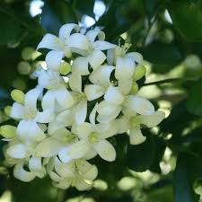Image result for Maerua paniculata