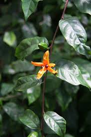 Image result for Turraea robusta