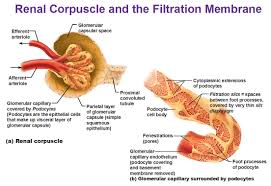The Urinary System Kidneys