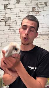 Como Acariciar A Los Conejos