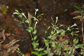 Image result for Canscora diffusa