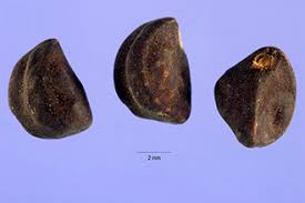 Image result for Ipomoea coptica