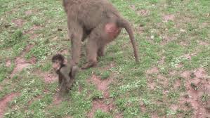 Watch this cute capuchin monkey wash himself with his new dove baby soap. Baby Monkey Gifs Page 2 Wifflegif