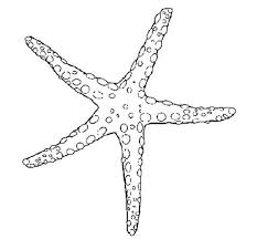 Simply download, print and enjoy! 32 Starfish Coloring Page Ideas Coloring Pages Starfish Coloring Pages For Kids